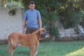 Padreadores - Fila Brasileiro Dourado - Canil Singular - Kaizer